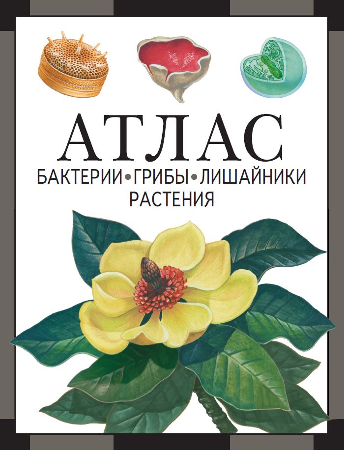 Бактерии, грибы, лишайники, растения : атлас Черепанов И. В.
